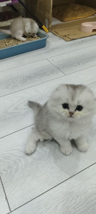 Продаются котята шотландская вислоухая  скоттиш-фолд