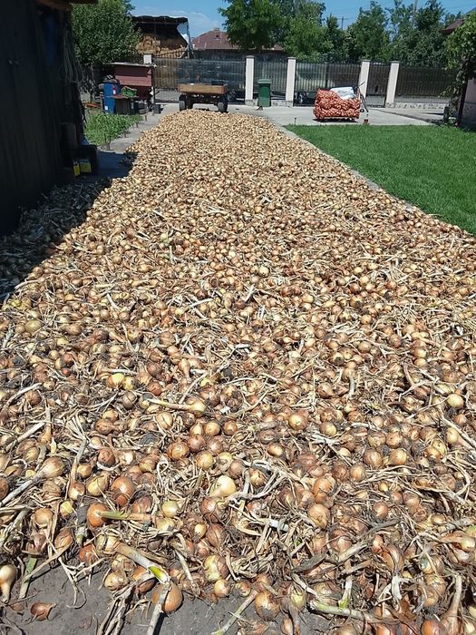 Producator -  Vand ceapa uscata