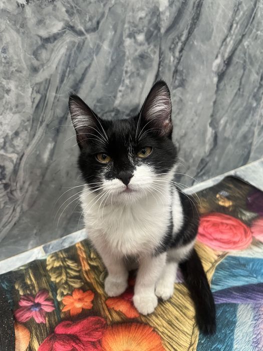 Котенок маленький