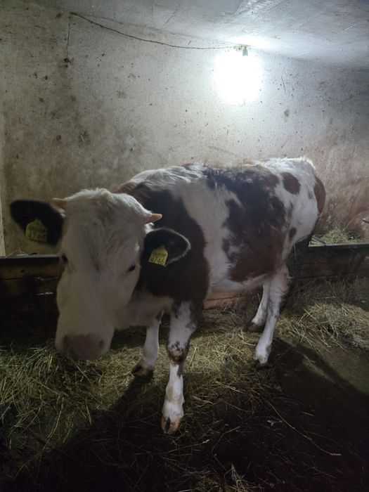 Juninca 10 luni, Baltata Romaneasca