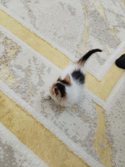 Котенок в добрые руки