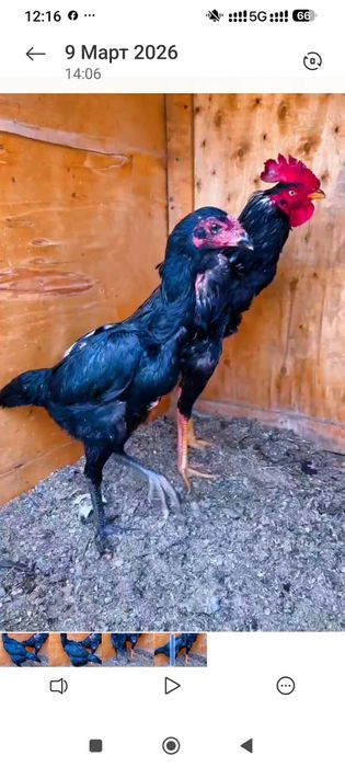 Шалпан хуроз ганой макион тозза конлар сотилади икаласиям Жужа макион