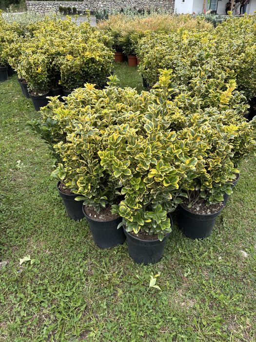 Laur prunus tuia leyladii