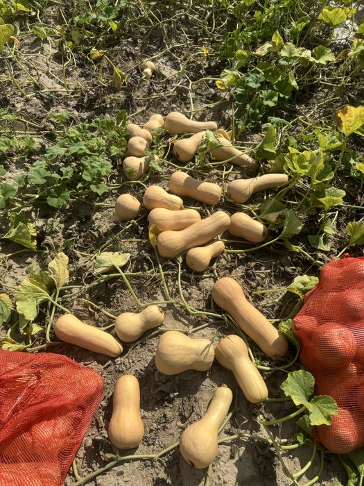 Продам тыкву оптом