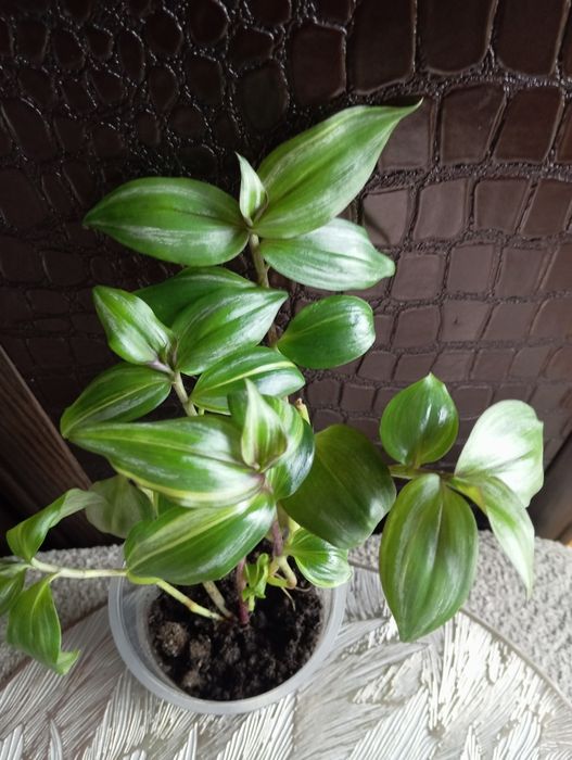 Комнатные растения