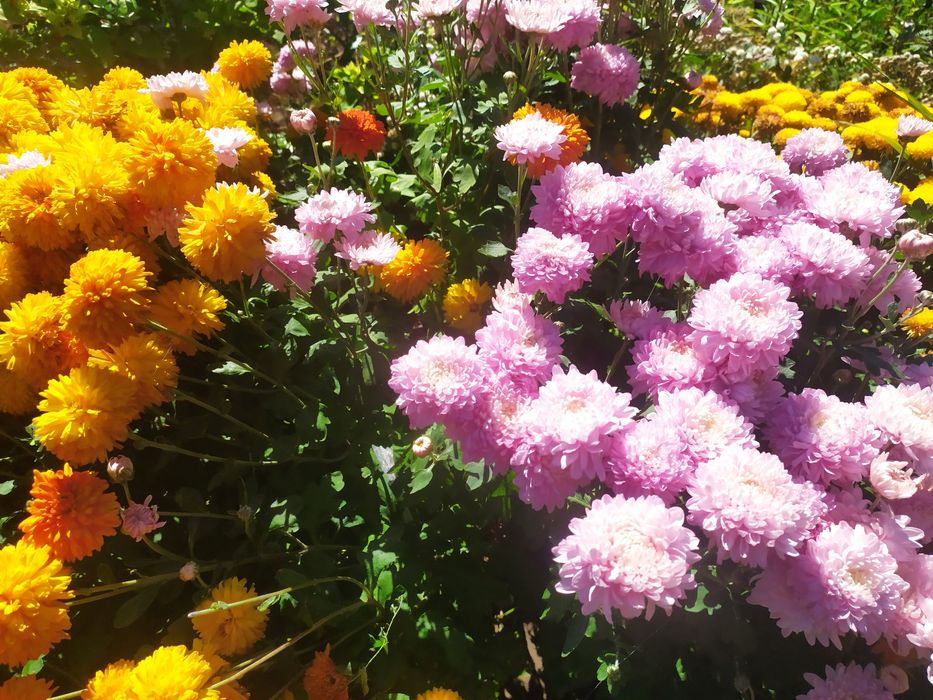 Продам дачу для души