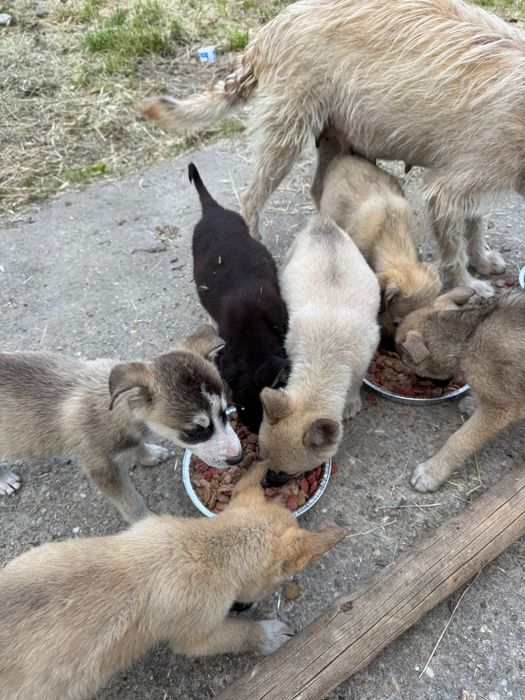 Donez cățeluși abandonați