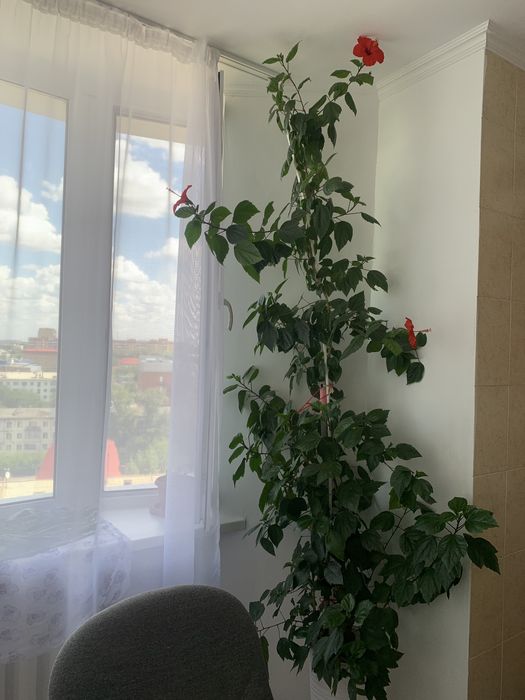 Комнатные  растения