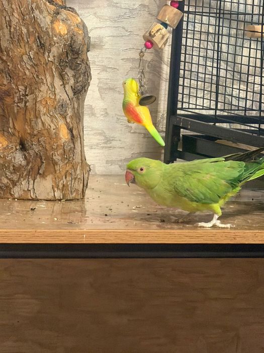 Ожереловые попугаи птенцы