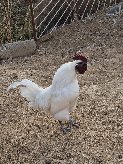 Лакеданзи қораздары сатылады