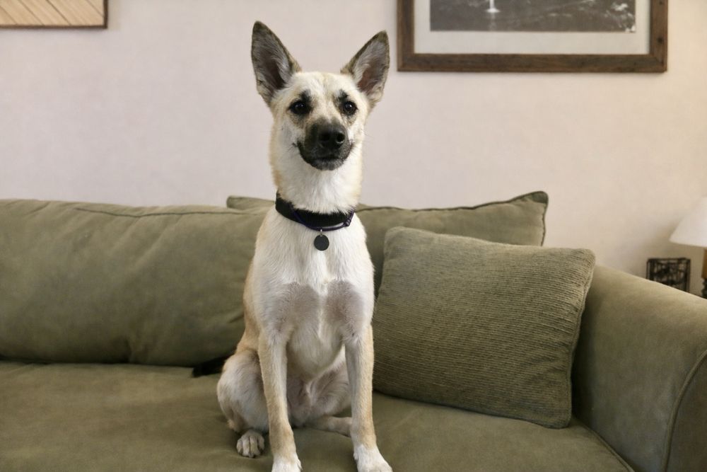 Арчи — молодой и ласковый пёс