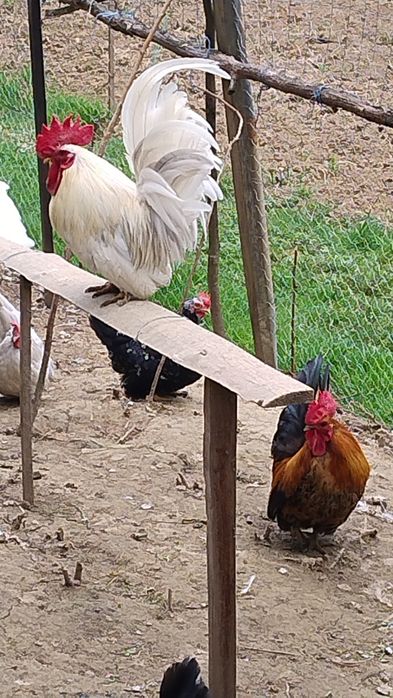 Familie  chaboo albe 4+1