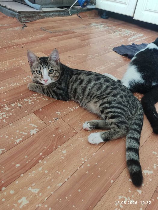 Котят в  хорошие руки