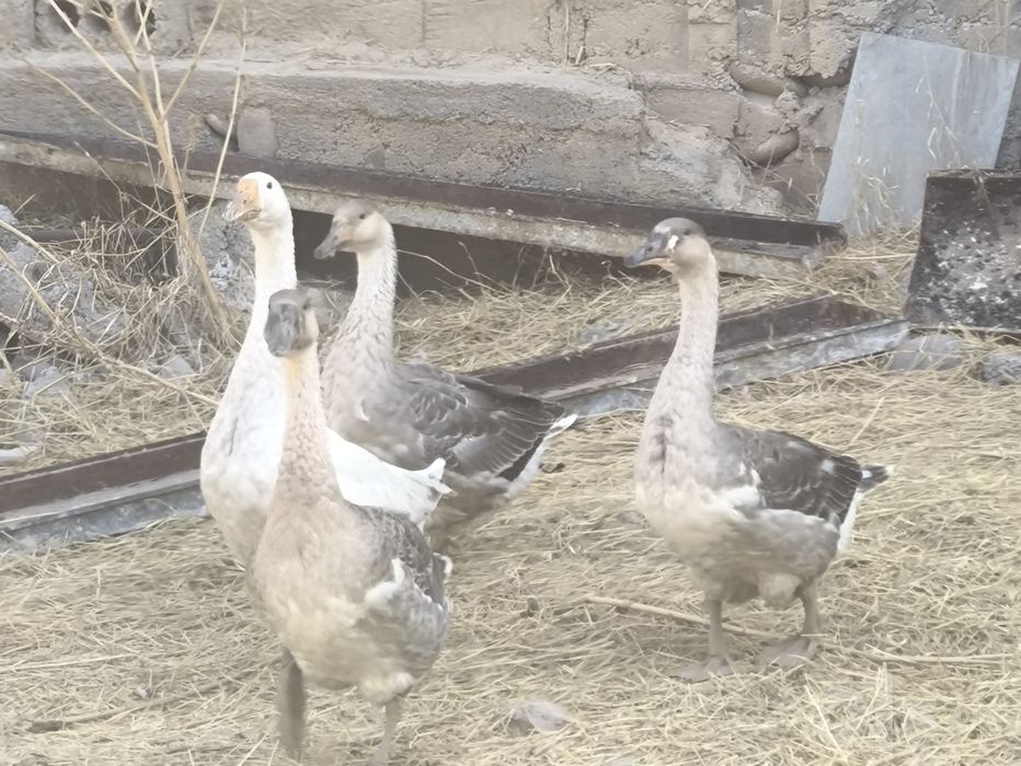 Гуси Продаётся домашние 5 месяца