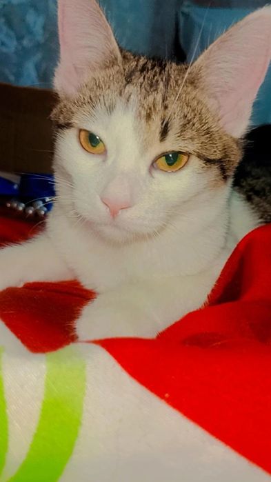 Котята в поисках родителей