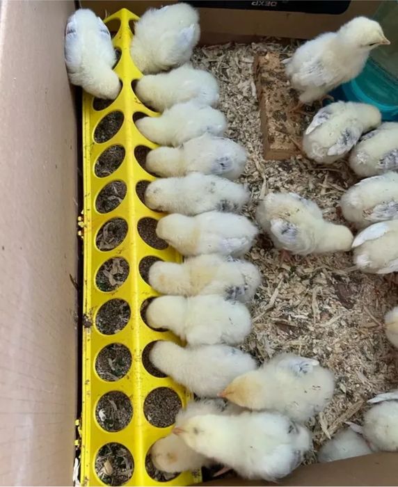 Кормушка для цыплят и перепел