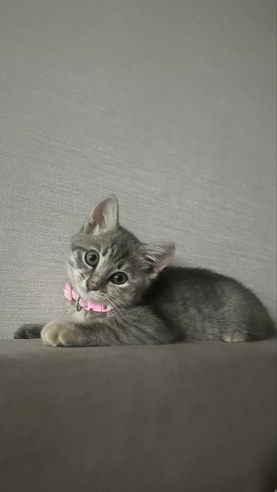 Котенок 3 месяца девочка