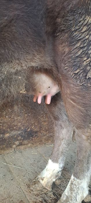 продаётся стельная корова