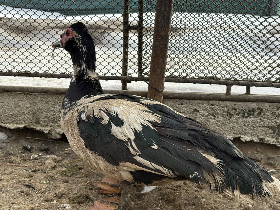 Rățoi leșești  de anul trecut din luna Iunie