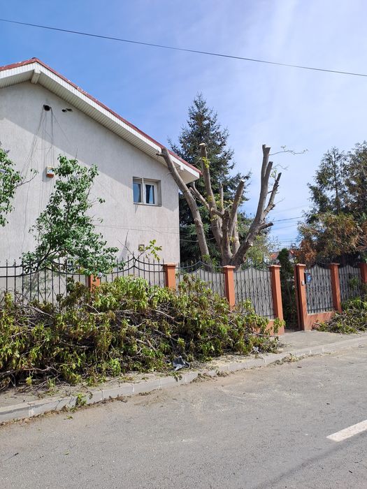 Tăiere/Fasonare Arbori De Mari Dimensiuni La Cel mai Bun Preț.