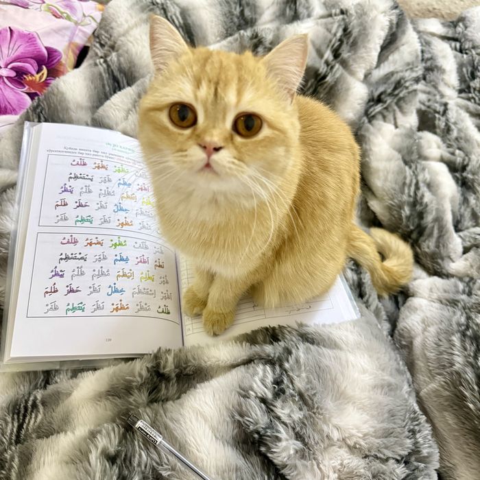 Mushuk sotiladi zoti : zolotaya shinshilla