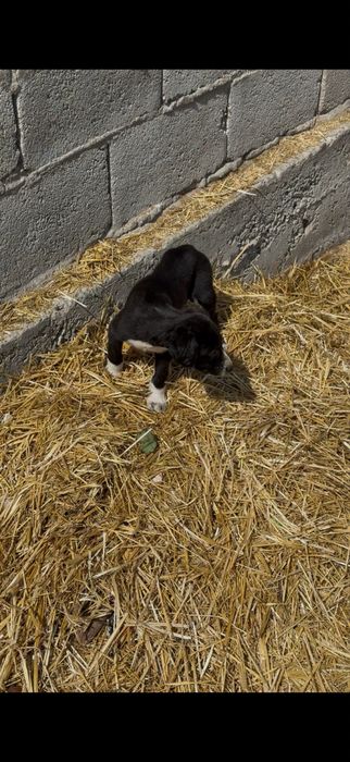 Тазы күшіктер сатылады