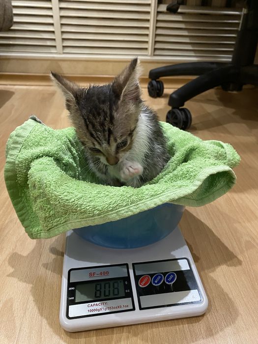Котята в добрые руки!