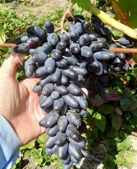 Саженцы винограда