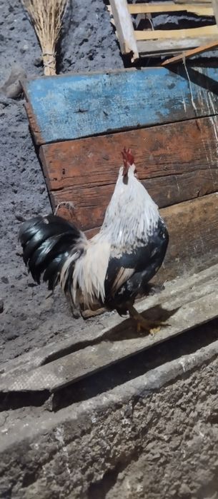 Продам карликовых курей