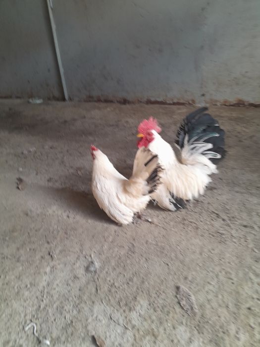 Vand gaini Chabo si Plymouth