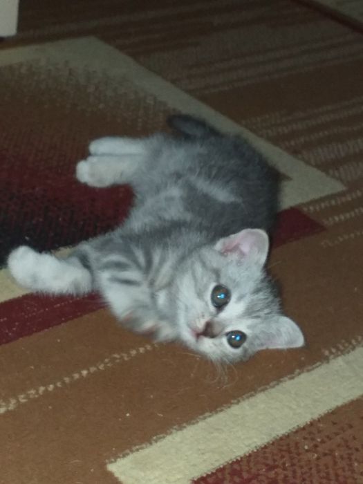 Скотиш фолд окраска шиншилла мраморная 2- месяца котенку