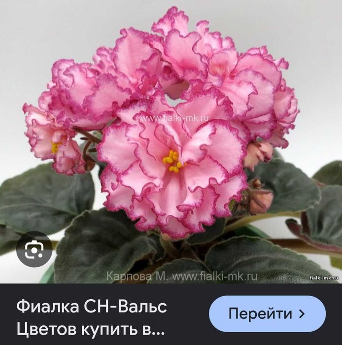 Фиалки 10 сортов.