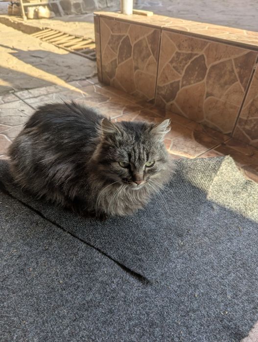 Pisicuță de adoptat!!