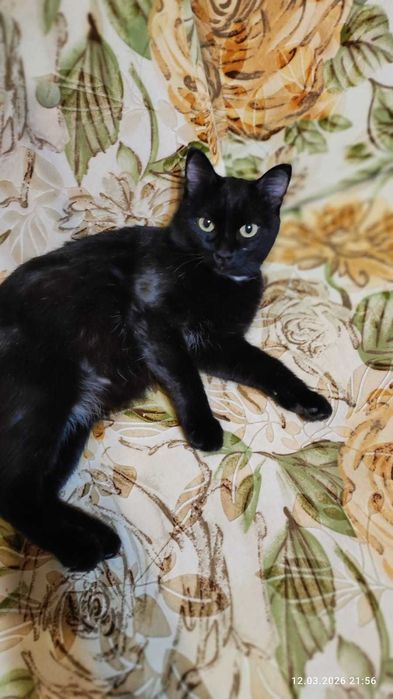 Красавица-Багира!