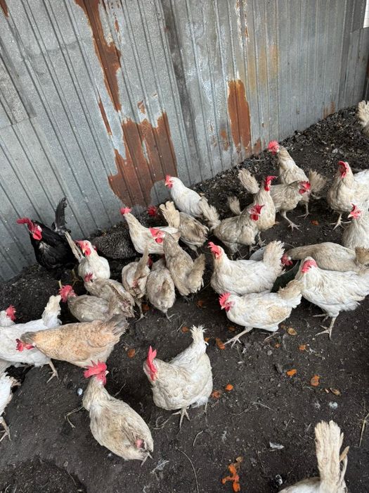 Куры несушки молодые