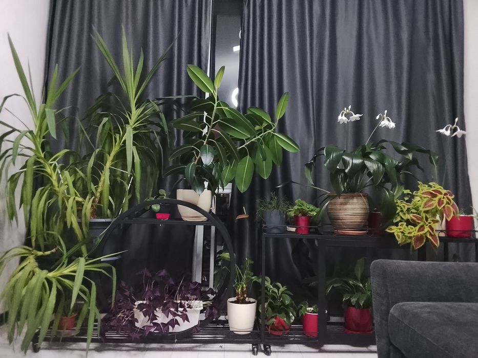 Комнатные цветы, распродажа