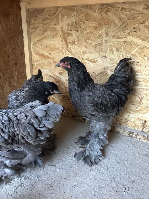 Familie brahma albastru  3+1