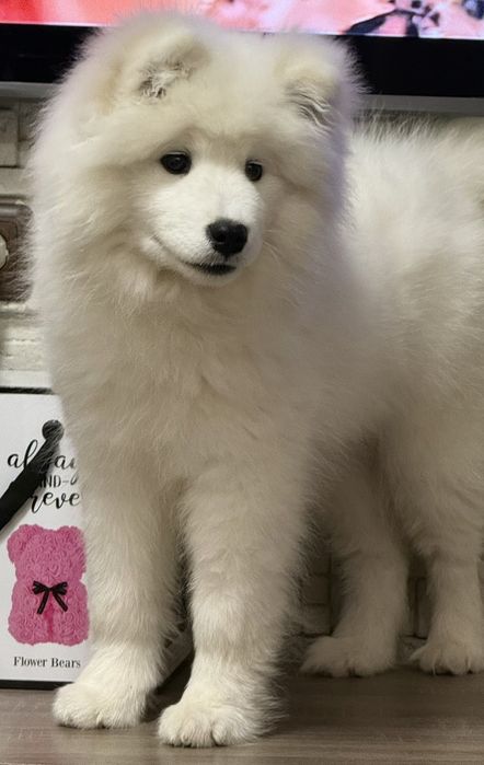 Момиче самоед с FCI родословие