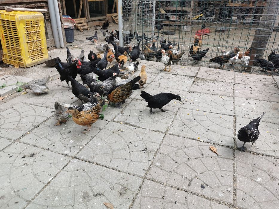 Păsări Chabo și pitice diferite rase