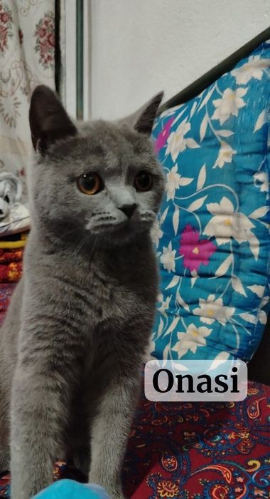 Скотч страйт котята