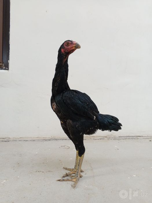 Dakan xoroz sotiladi