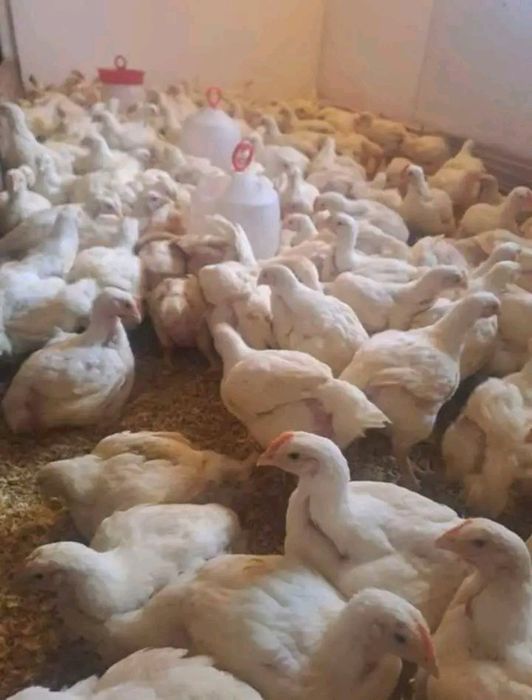 Ferma Puii rasă mixta și puii albi de carne prima serie