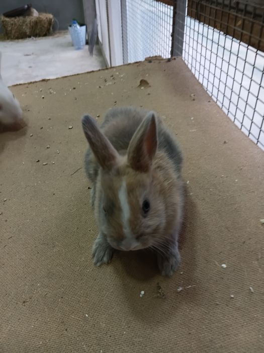 Karlikiviy quyon sotiladi qulogi turgan