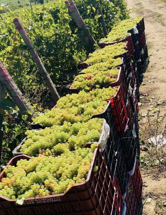 Struguri de vin