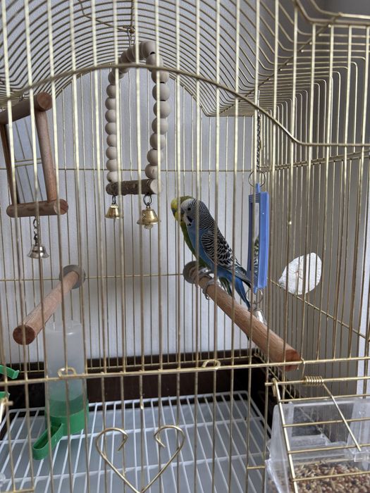 Клетка с попугаями.