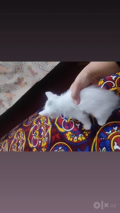 3 pıshıq eki aǵı bala