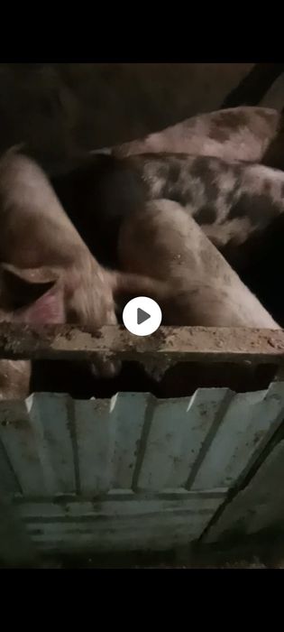 Продаются свиньи