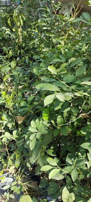 Limon ko'chatlari,3 yillik ekilsa hosilga kiradi