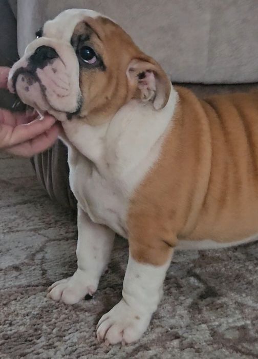 Щенки английского бульдога