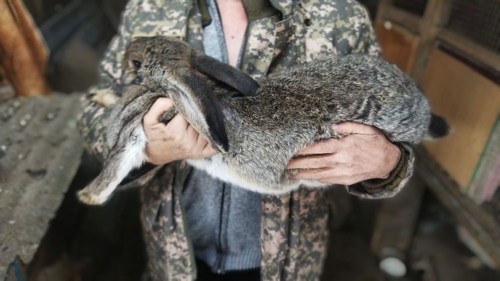 Кролики и кролихи